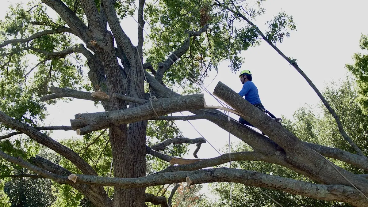 Professional Crown Thinning performed by certified arborists in Lilly